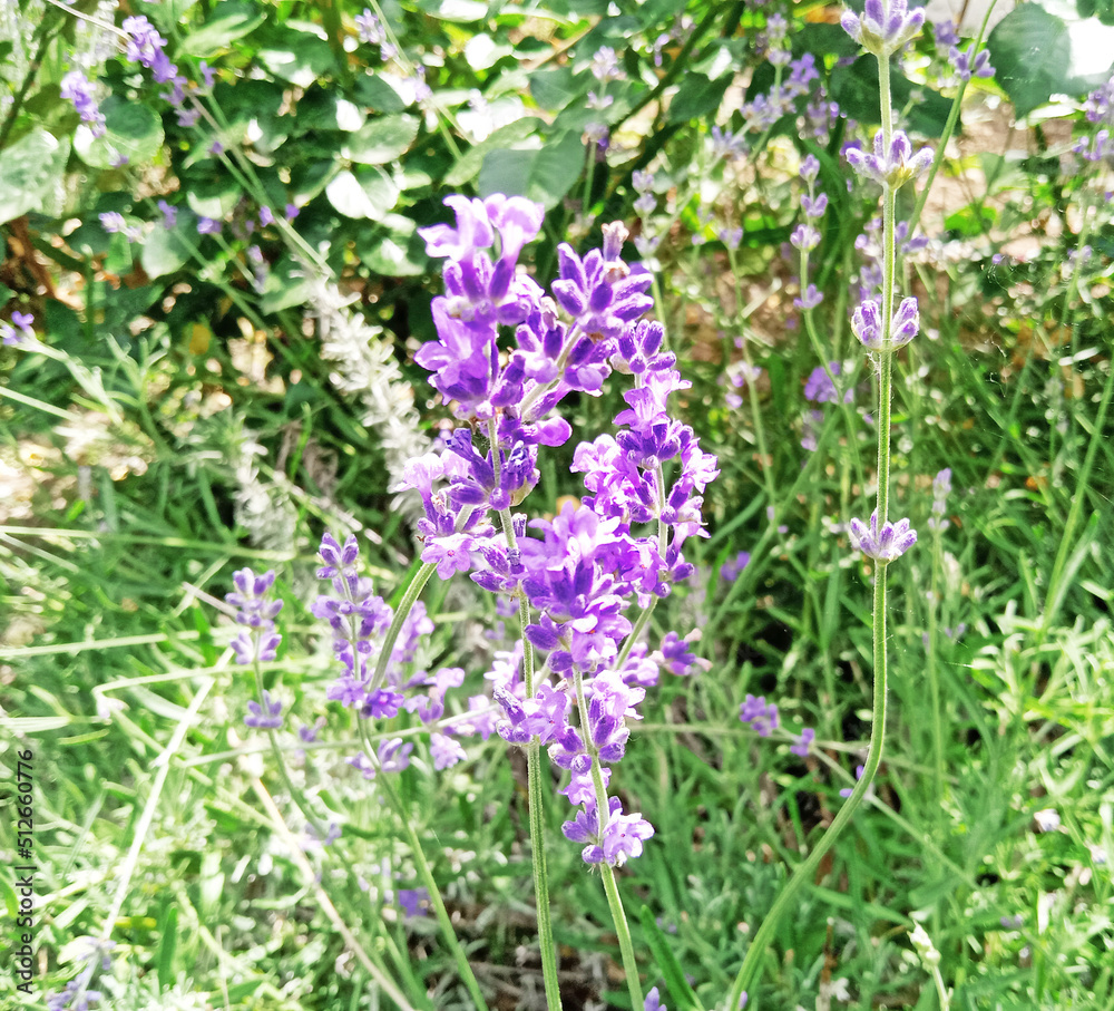 wild lavender flowers in the field wild lavender flowers in the field