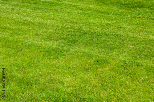 Perfectly and freshly mowed garden lawn in summer. Close-up view of green grass, natural background texture. Trimmed grass, field.