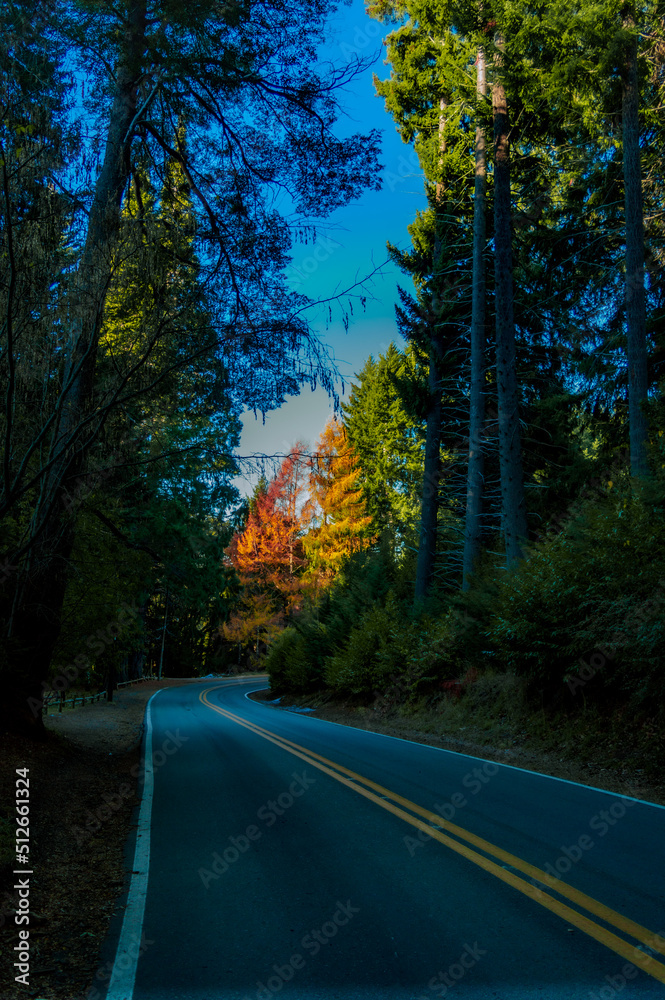 Naklejka premium camino al otoño