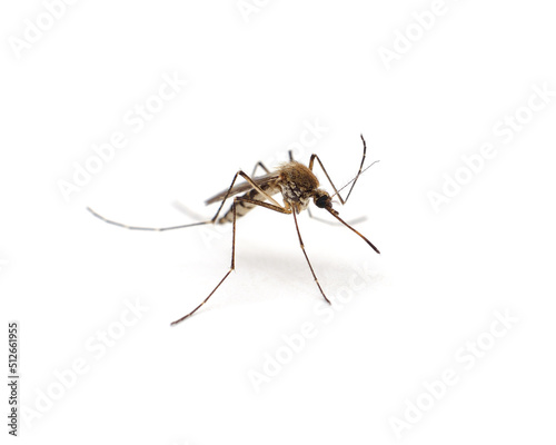 One little mosquito. © voren1