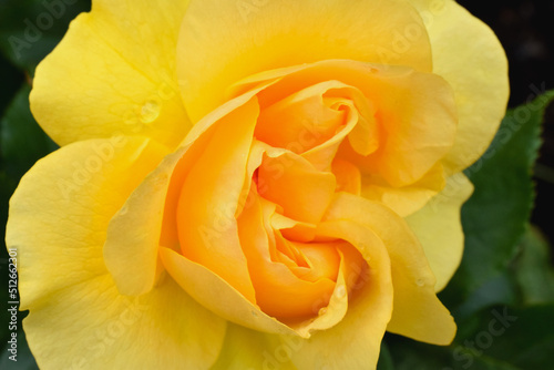 Yellow Rose Petal Swirl 01