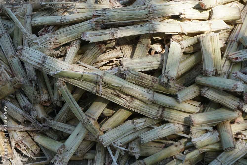 Stapel ausgequetscht Bio Zuckerrohrpflanzen Stapel ausgequetscht Bio Zuckerrohrpflanzen