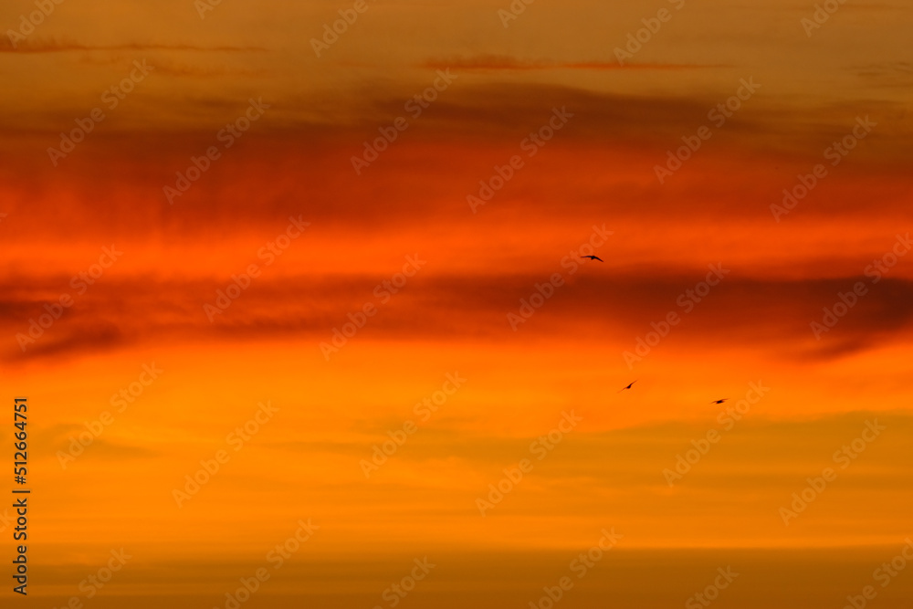 View of a beautiful sunset sky with flying birds.