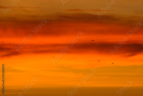 View of a beautiful sunset sky with flying birds. © Evgheni