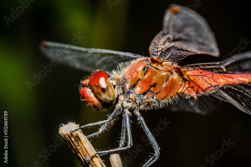 dragonfly 125