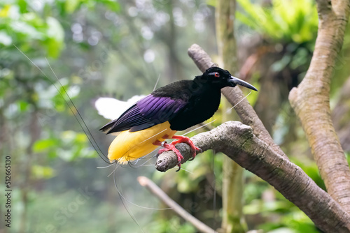 Cenderawasih mati-kawat (Seleucidis melanoleucus) are one of the most rarest species of indonesia birds photo