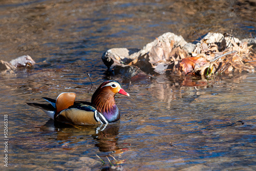 Colorful Male Mandarin Duck Aix galericulata,  on water in Wichita ,Kansas.