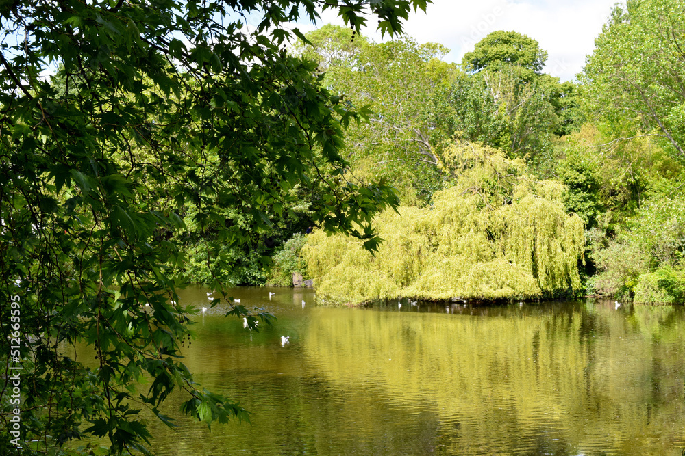 Pond Willow Tree