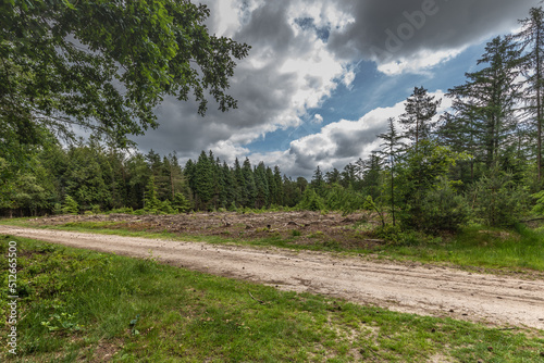 Fototapet Forest landscape with spruce and thuja trees on the Varenna estate on the Veluwe
