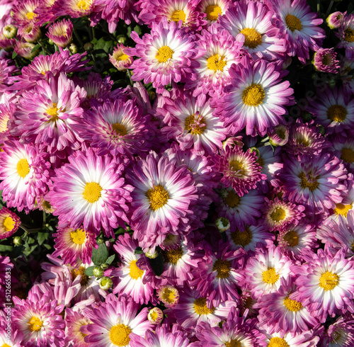 Pink or purple mum texture with yellow and white centers  top down view