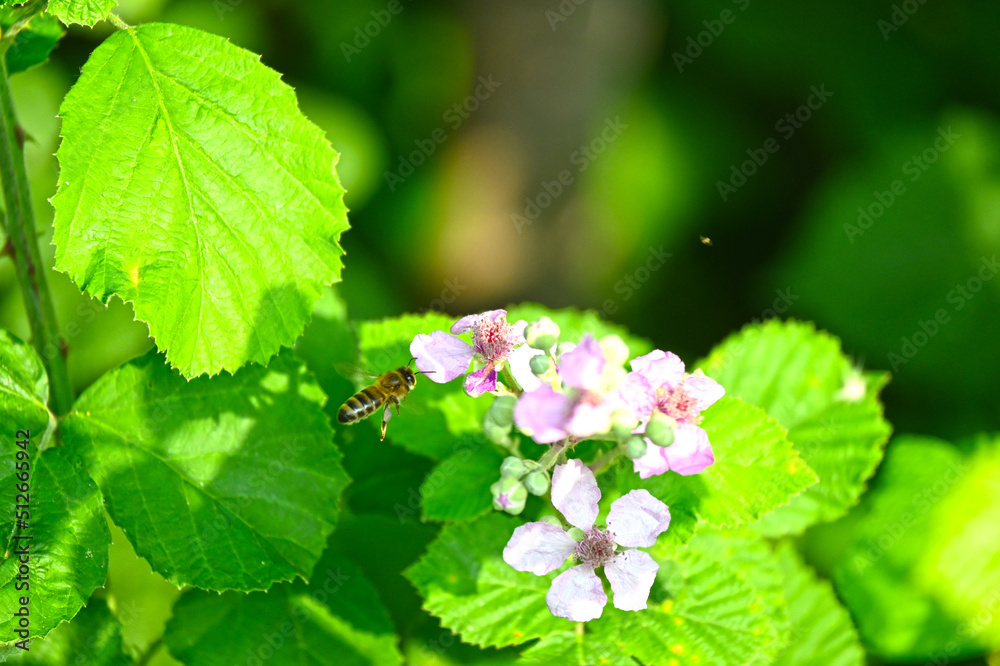 Pink wild flowers and bee. Rubus plant flowers and bee. Pink wild flowers and bee. Rubus plant flowers and bee.