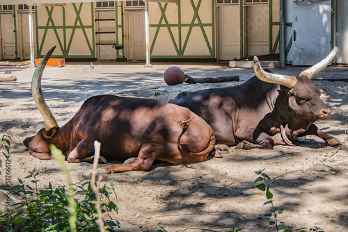 Canvas Print Watusirund (Watutsirund or Watestirund), cow from Africa in Amsterdam Artis Zoo