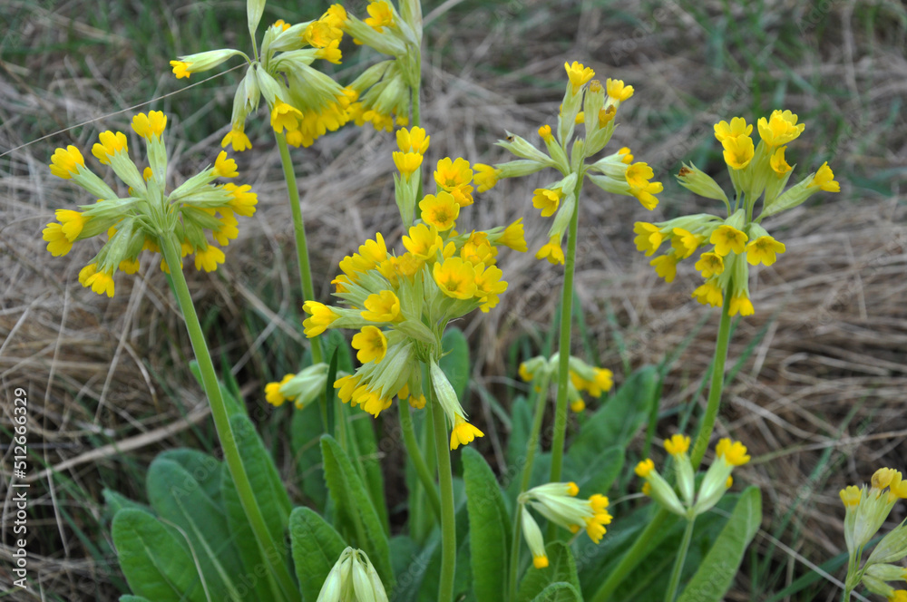 In spring, primrose (Primula veris) blooms in nature In spring, primrose (Primula veris) blooms in nature