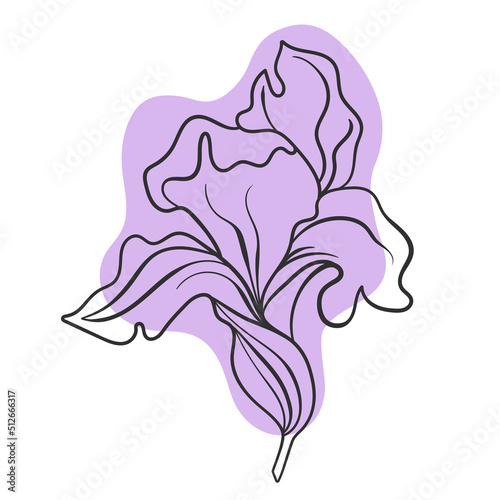Vector line black illustration graphics flower iris with colors stains.
