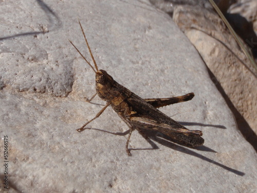 Brown grasshopper 