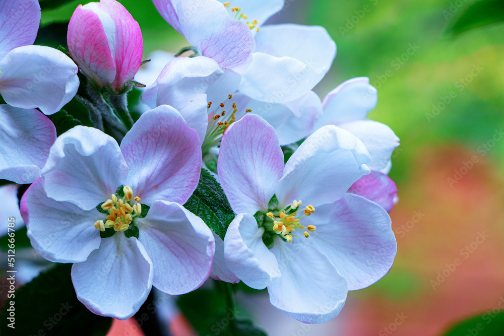 Columnar apple tree in bloom. Apple tree flowers. Apple blossom. Flowers in spring time Columnar apple tree in bloom. Apple tree flowers. Apple blossom. Flowers in spring time