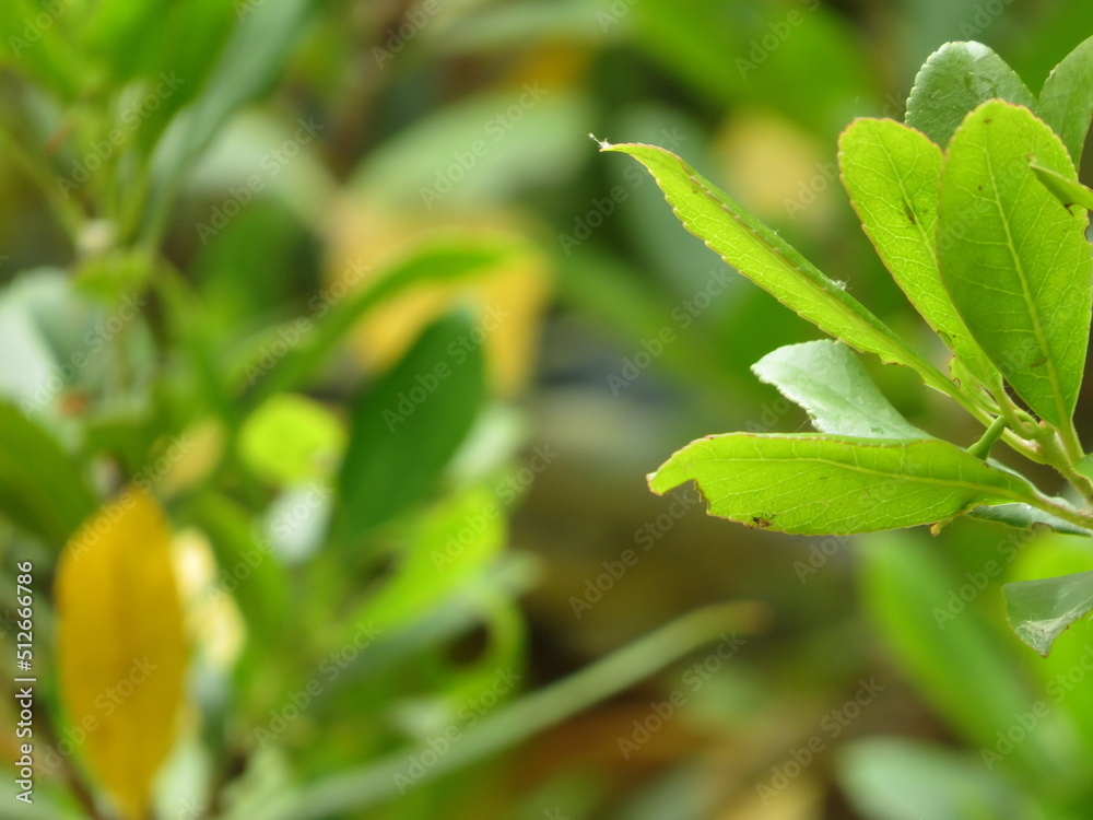 Obraz premium close up of leaves