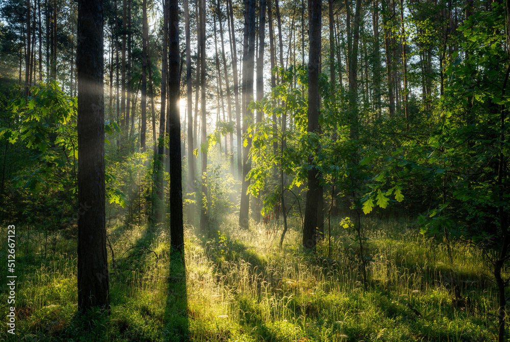 Fototapeta premium Beautiful sunny morning in the green forest