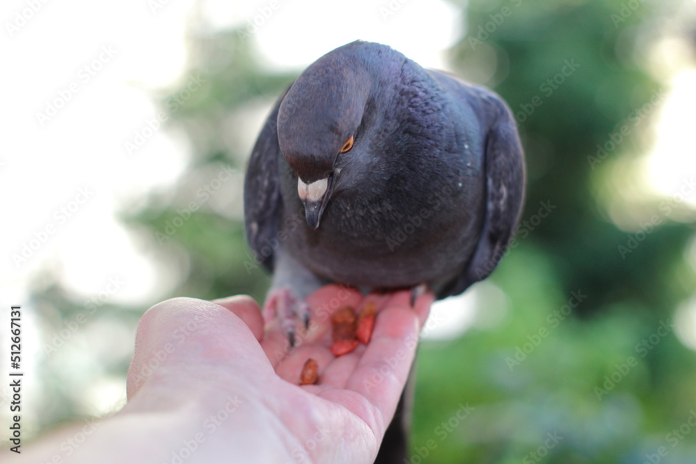 Carrier pigeon eats from human hands Carrier pigeon eats from human hands