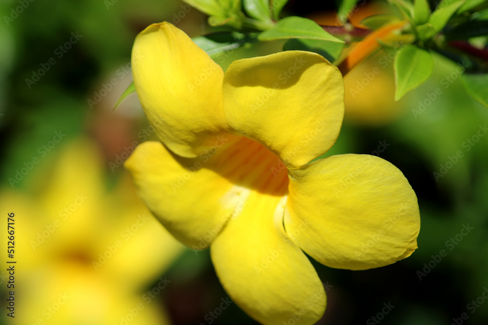 Close-up view of Allamanda Cathartica flowers. Close-up view of Allamanda Cathartica flowers.