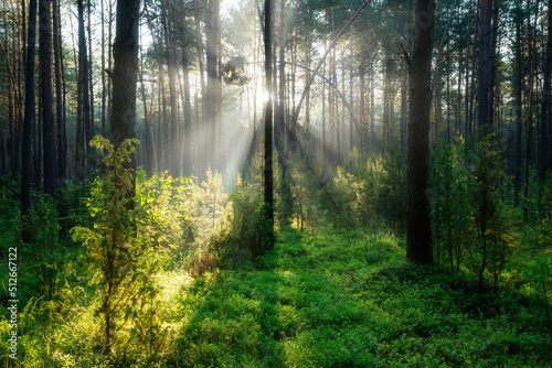 Beautiful sunny morning in the green forest © Piotr Krzeslak