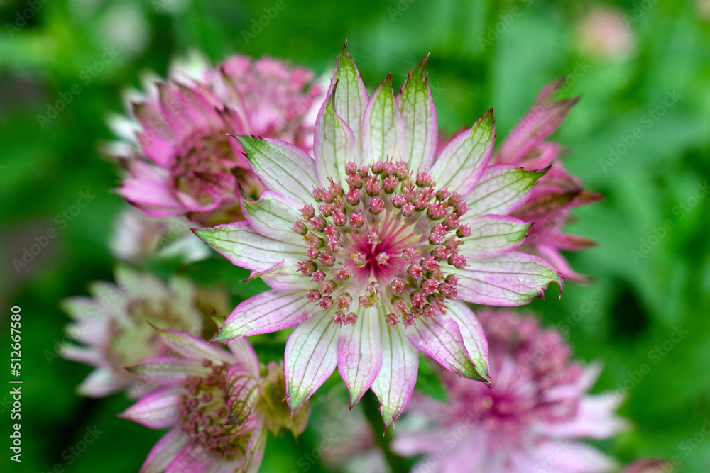 Obraz premium Masterwort Mandala