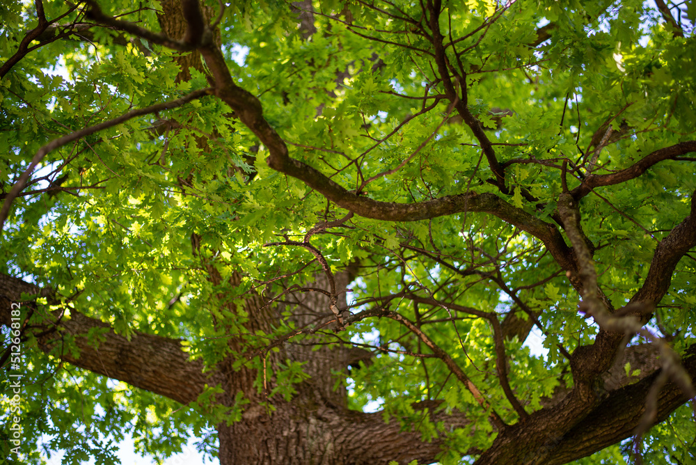 Close up image of oak tree leaves in the forest