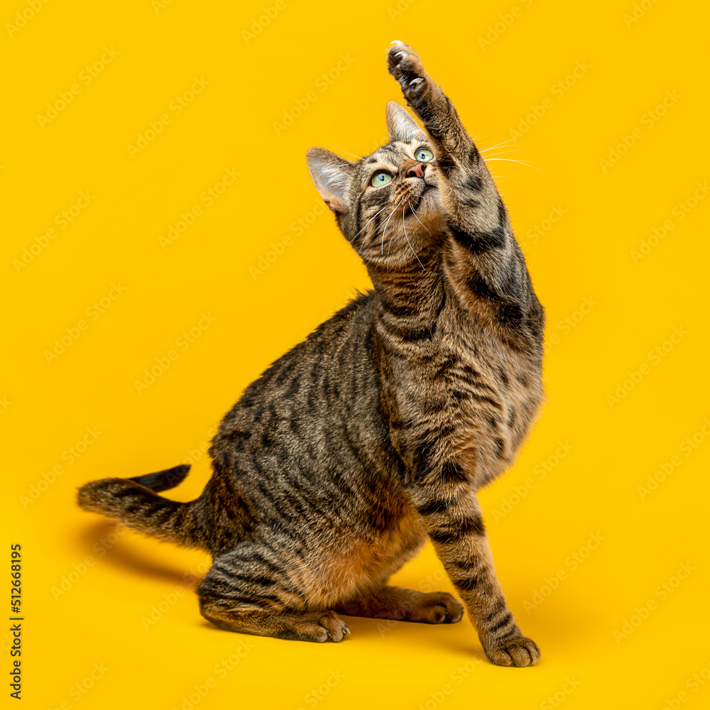 Cute tabby cat plays with its paw
The cat raised its paw and carefully looks at the object