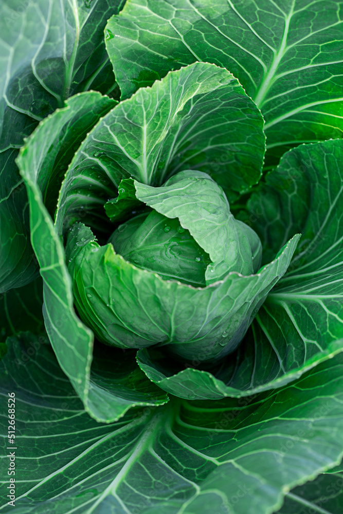 Fototapeta premium young cabbage in the summer garden