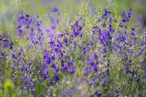 Consolida regalis known as forking larkspur, rocket-larkspur and field larkspur. Purple small flowers in the field. It is used in herbal medicine, good honey plant. Place for text. photo