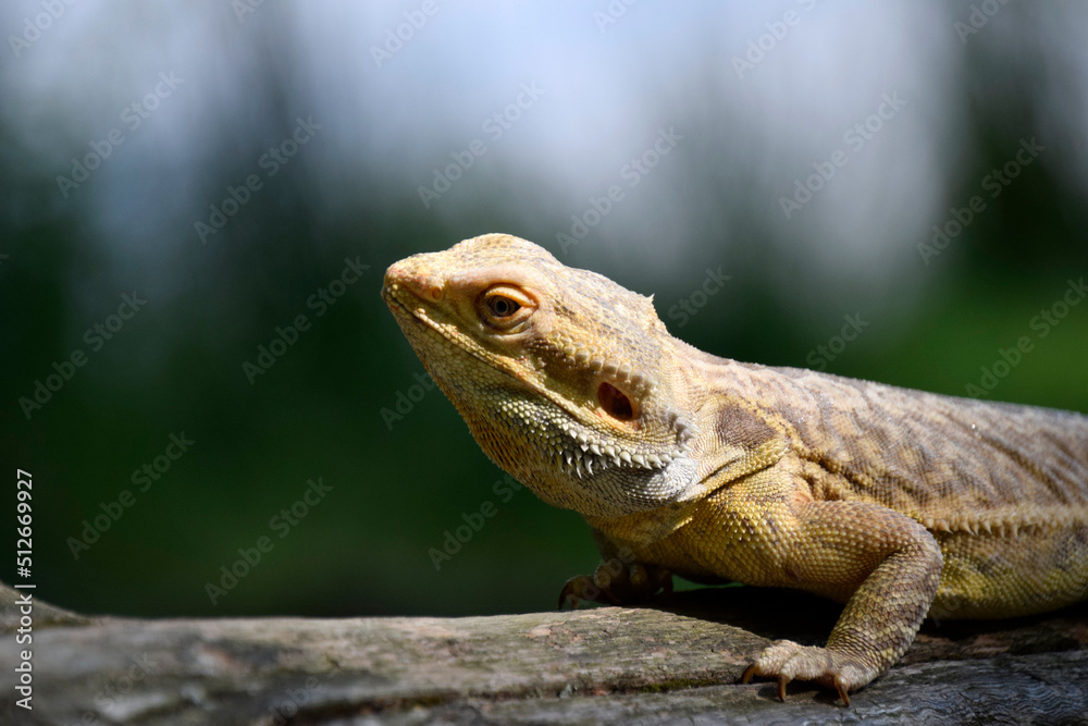 Obraz premium Bearded Dragon in Nature