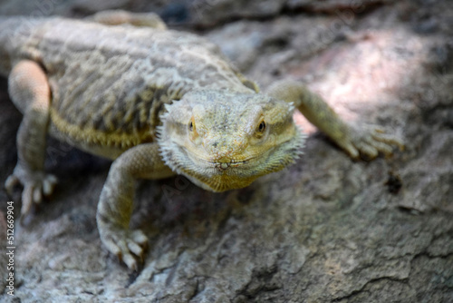 Bearded Dragon in Nature