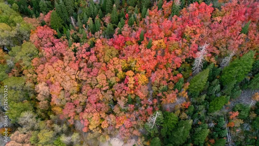 Aerial view of fall foliage flying down to the forest as colors fill the canyon landscape. Aerial view of fall foliage flying down to the forest as colors fill the canyon landscape.