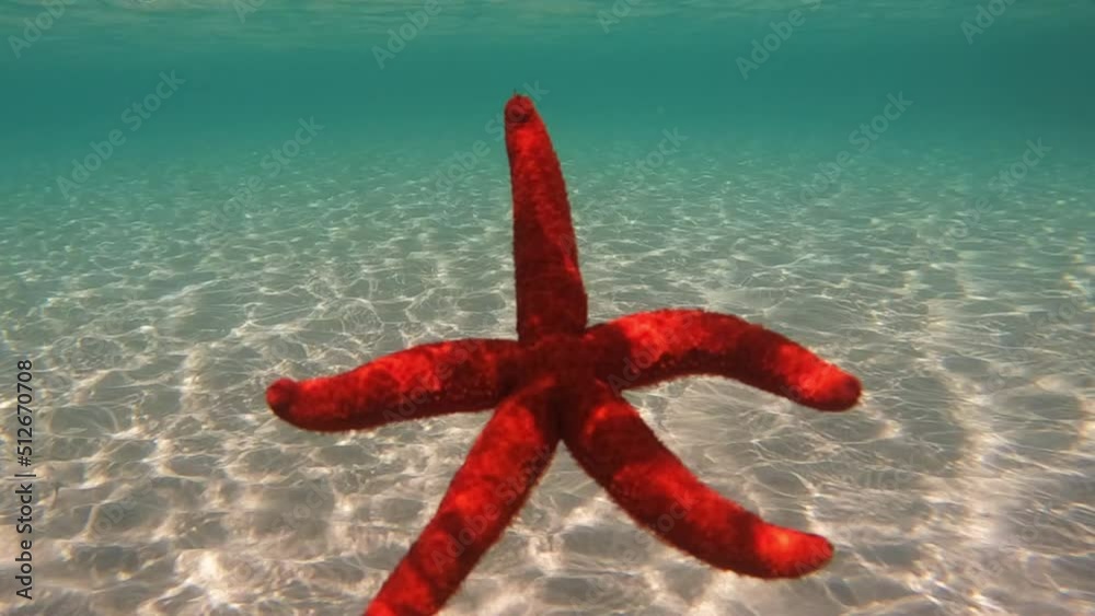Underwater slow motion video of beautiful red starfish falling slowly from surface to sandy sea bed in turquoise exotic paradise beach Underwater slow motion video of beautiful red starfish falling slowly from surface to sandy sea bed in turquoise exotic paradise beach