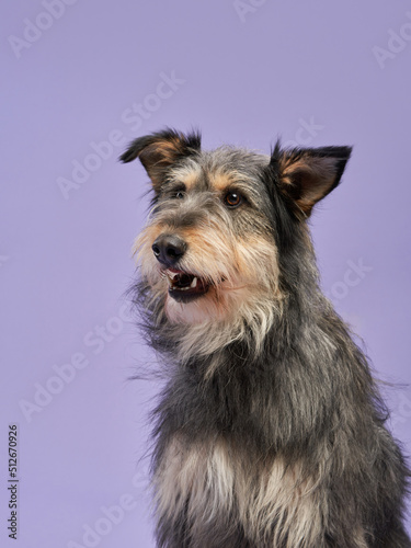 portrait of a beautiful dog lilac background. long-haired Mix of breeds. Happy Pet in the studio