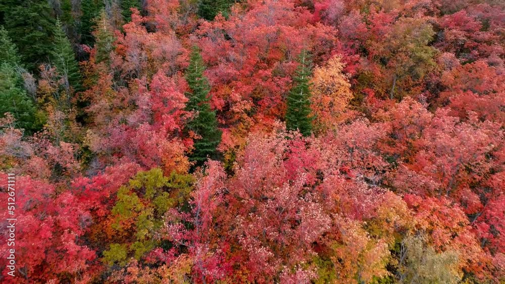 Flying backwards over colorful fall foliage in Utah as it flows down the mountain side.