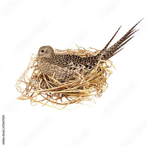 faisan, animal, nature, faune, sauvage, couver, empennage, blanc, coloré, oiseau, chasse, coq, aviaire, pondre, dit, 