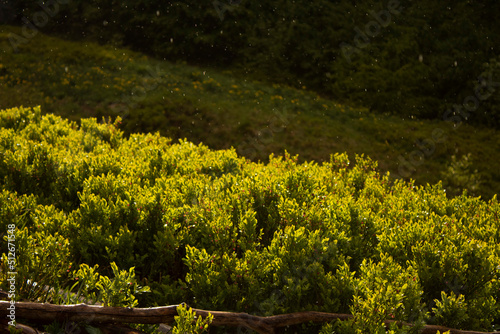 Wooden stick in the blueberry bush at sunset. A swarm of insects flies with the wind.