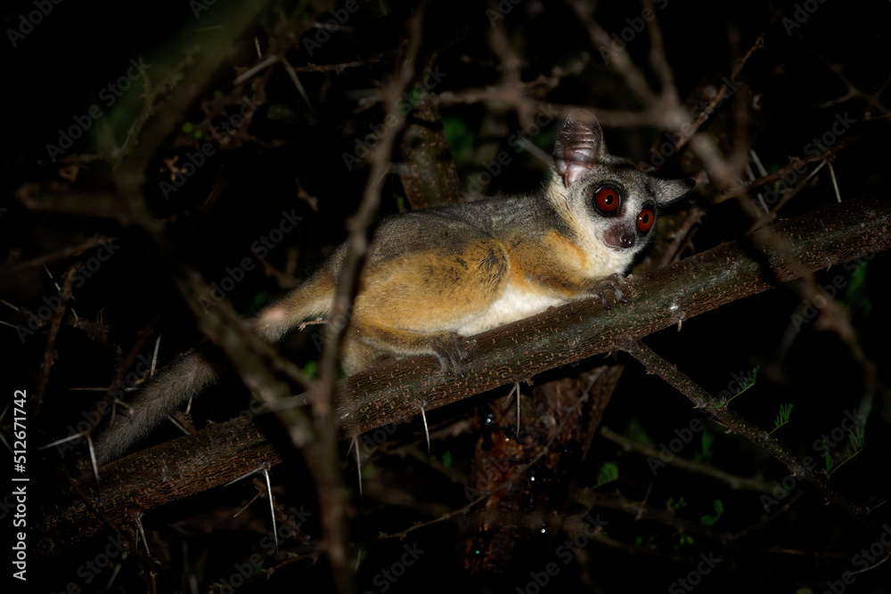 Senegal bushbaby Galago senegalensis also Senegal galago Lesser galago or Lesser bush baby small nocturnal primate family Galagidae large eyes in the dark night Stock Adobe Stock