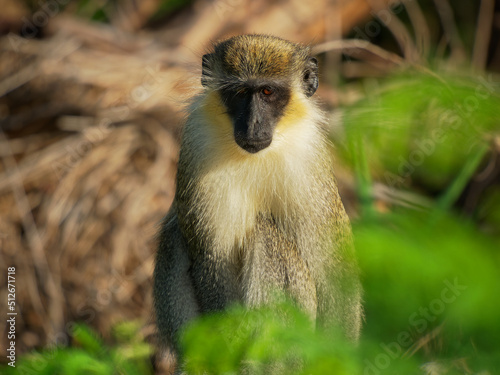 Photography Green monkey (Chlorocebus sabaeus) also Sabaeus monkey, golden-green fur and pal
