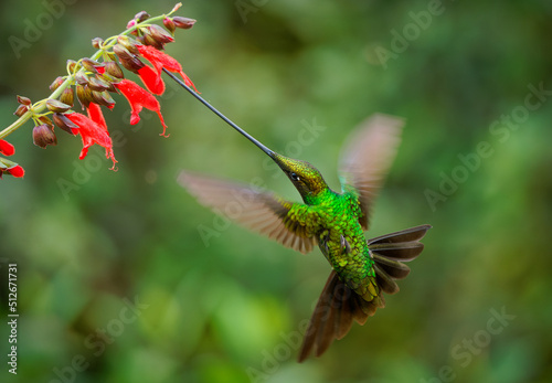 Sword-billed hummingbird - Ensifera ensifera also swordbill, Andean regions of South America, genus Ensifera, flying bird with unusually long bill drinks nectar from red flowers on green photo