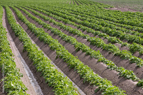 rows of young potato plants in springtime on a sunny day. field with potato plants planted in nice straight rows