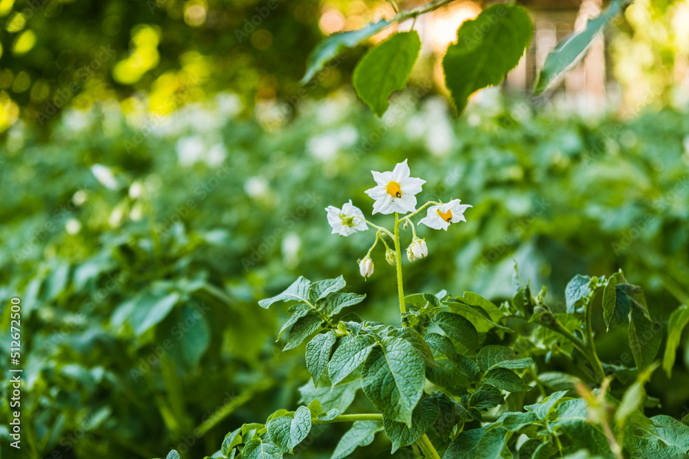 Blooming potato bush in the garden. Flowers of potato in the backyard close up. Homegrown potato blossom. Flowering potato plant Blooming potato bush in the garden. Flowers of potato in the backyard close up. Homegrown potato blossom. Flowering potato plant
