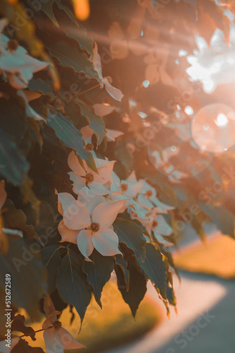 Flowers under the sun light Blurry background 