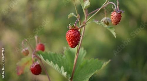 Wild strawberry