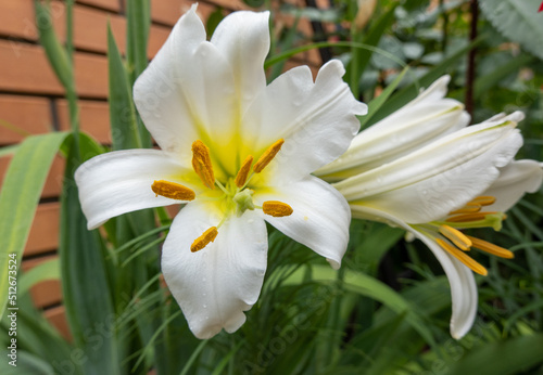 white lily flower in the garden, Madonna lily, lilium