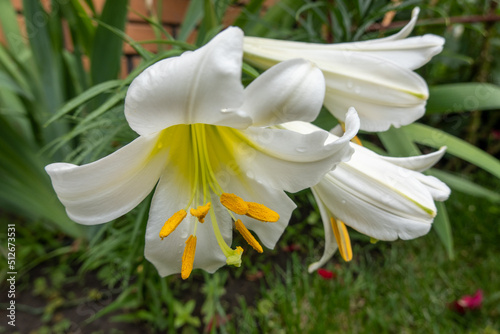 Fototapeta Naklejka Na Ścianę i Meble -  white lily flower in the garden, Madonna lily, lilium