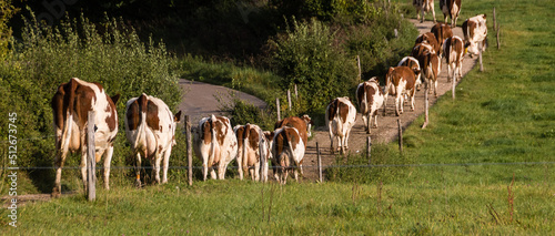 vaches rentrant à l'étable pour la traite
