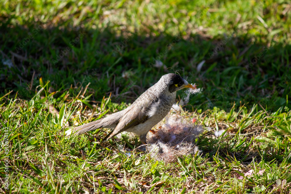 Australian Noisy Minor ( Manorina melanocephala) Australian Noisy Minor ( Manorina melanocephala)