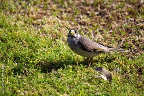 Australian Noisy Minor ( Manorina melanocephala)